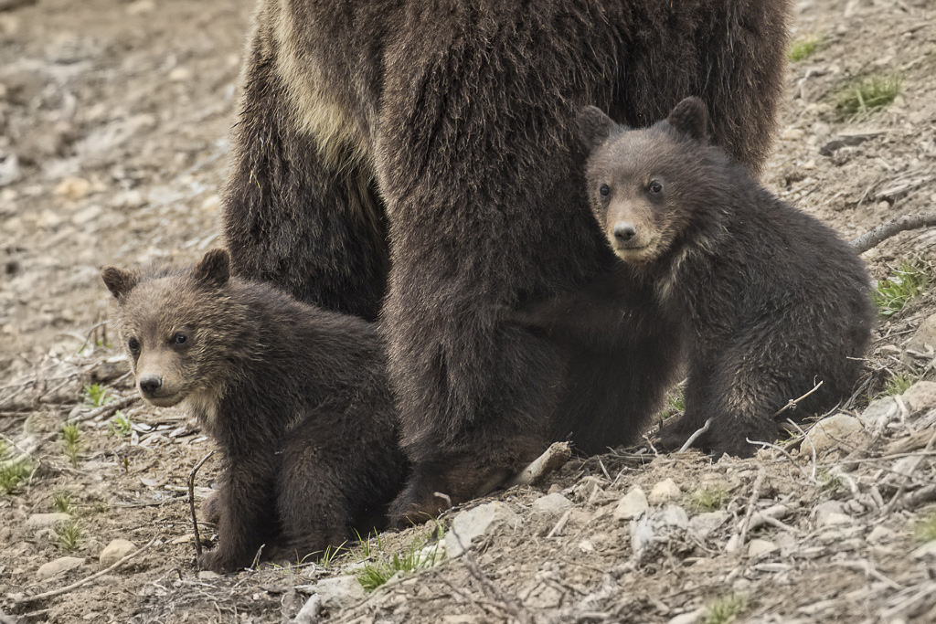 Spring cubs with mom in Yellowstone