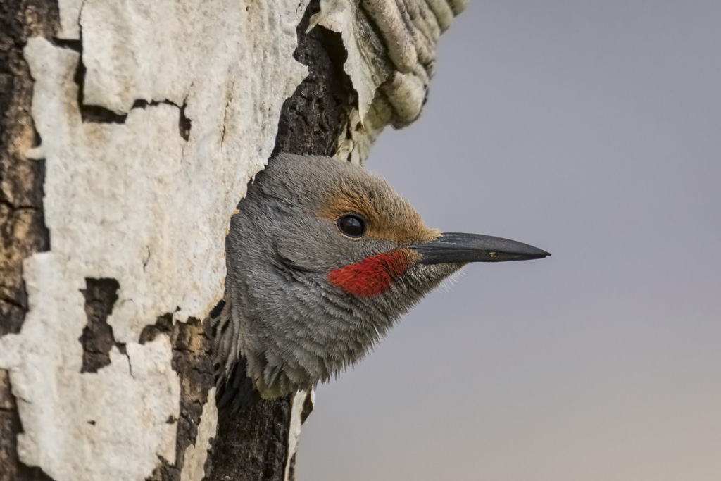 Male Flicker peeking out of nest cavity