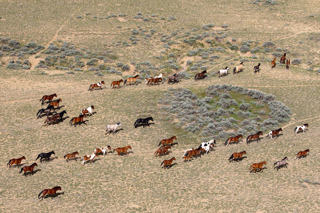 Wild mustangs from above in Wyoming