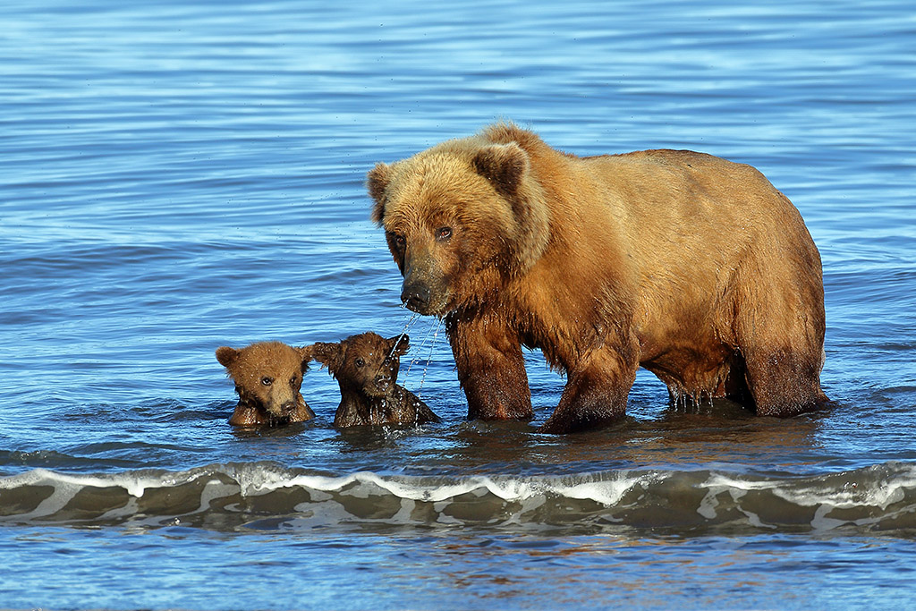 Sow with her spring cubs swimming in the ocean