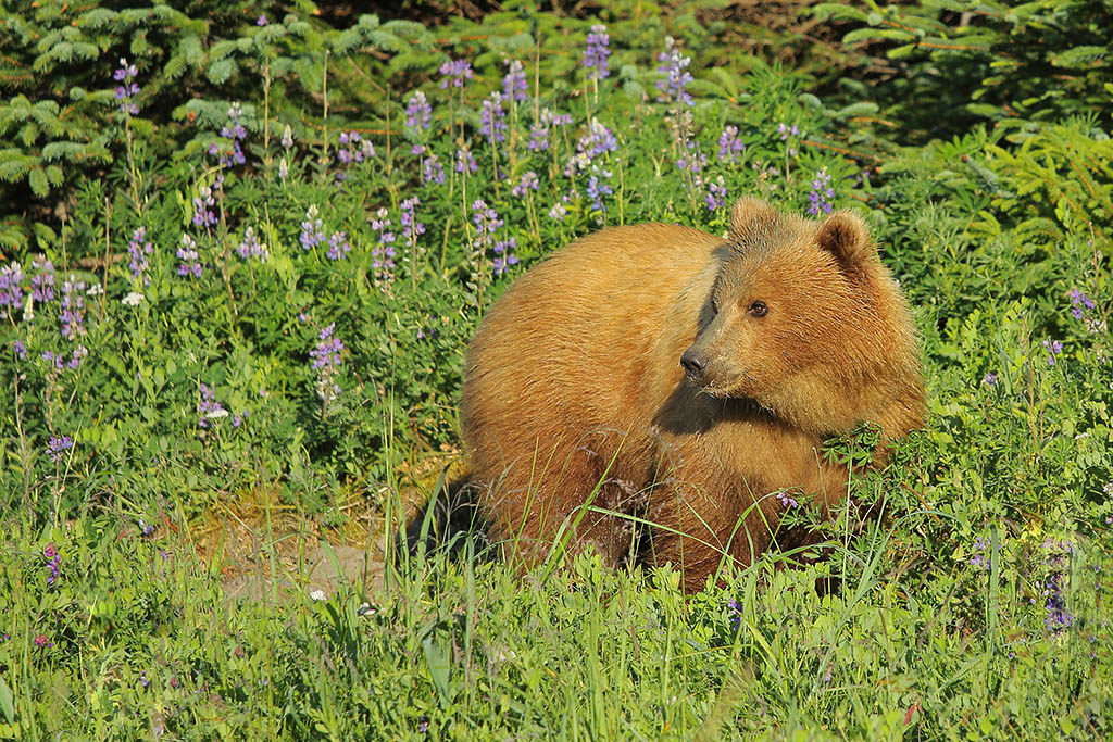 2nd year cub in wildflowers