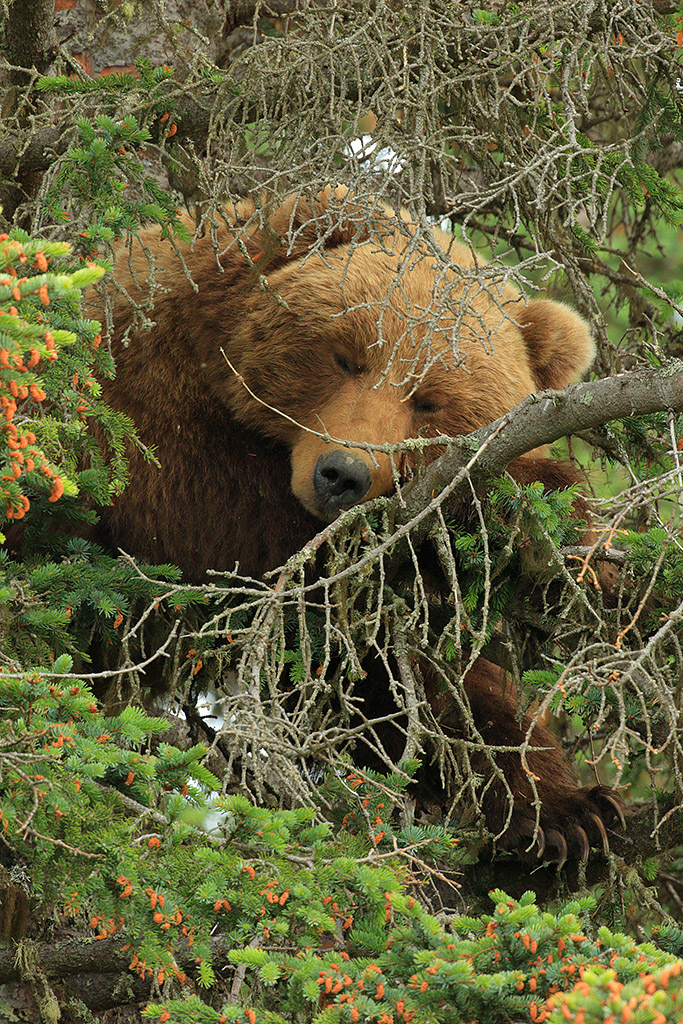 Bear sleeping tin tree