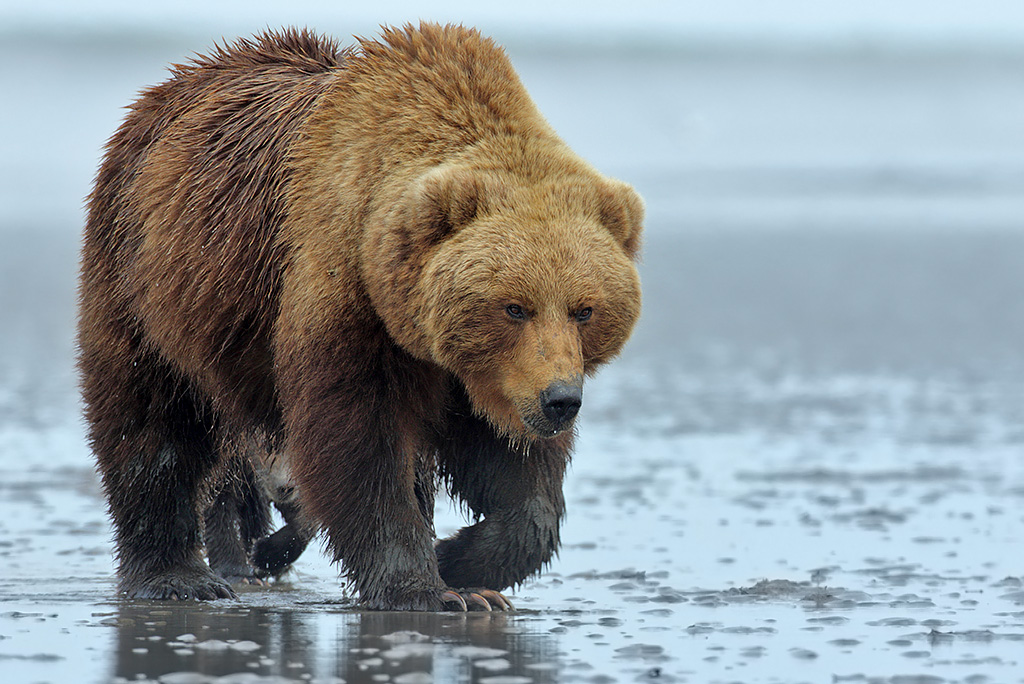 Sow with trailing cub on the clamming flats