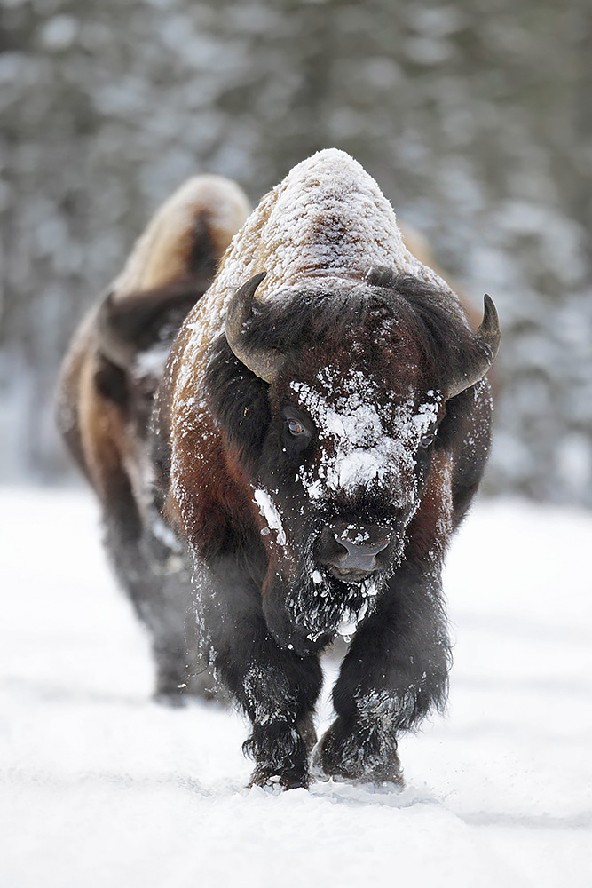 Bison during winter