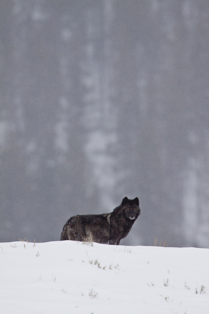 Black colored wolf in Yellowstone