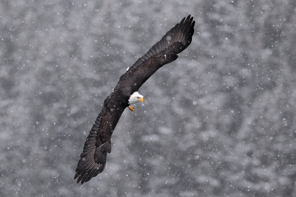 Bald eagle flying in snowstorm