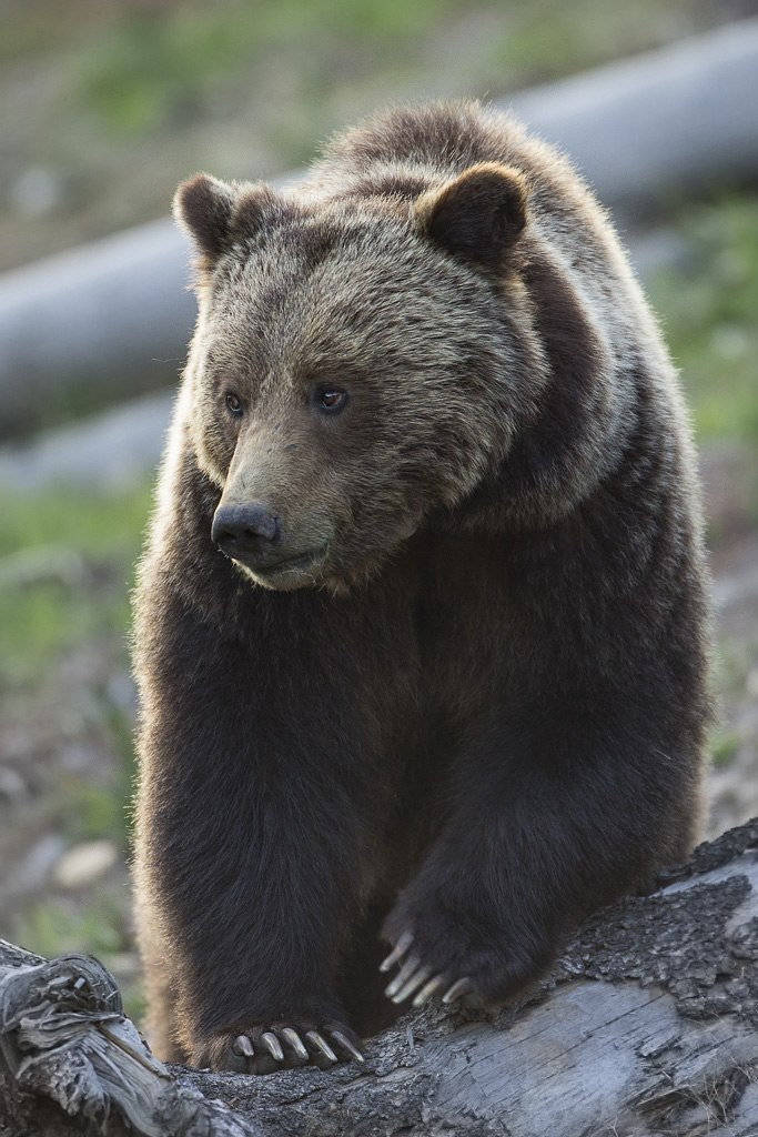 Grizzly bear sow in Yellowstone National Park