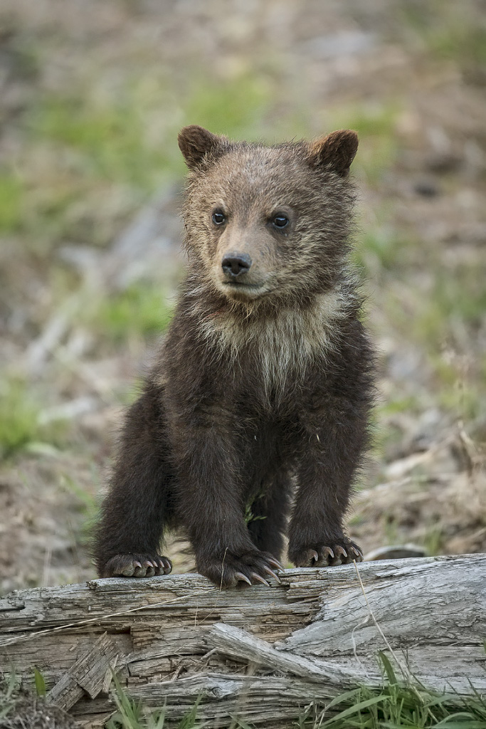 Grizzly bear first year cub