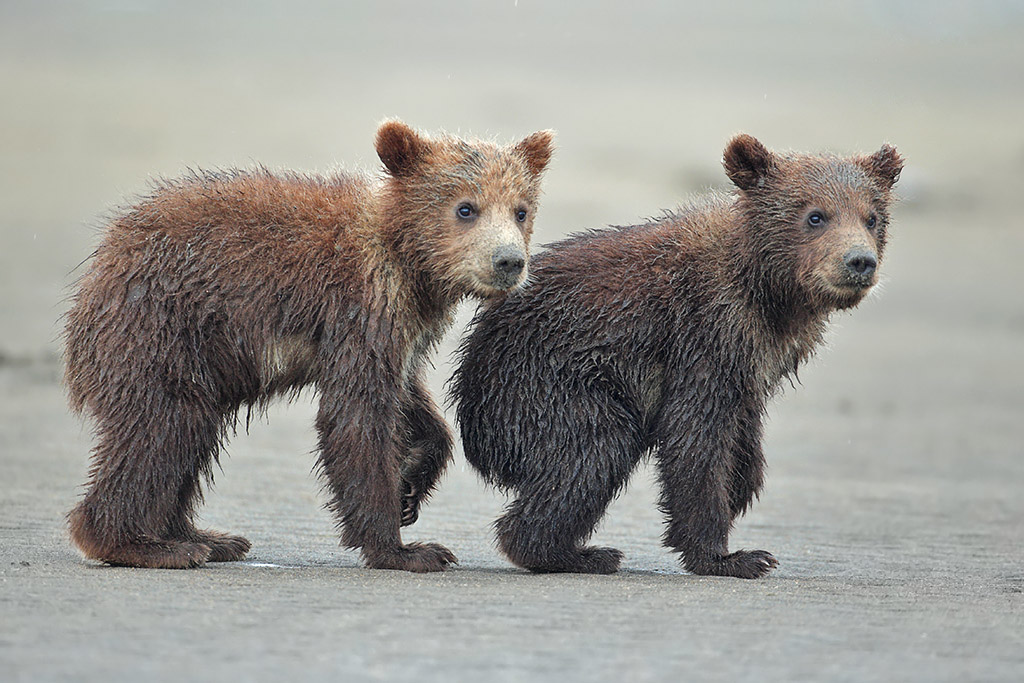 Cubs at the beach