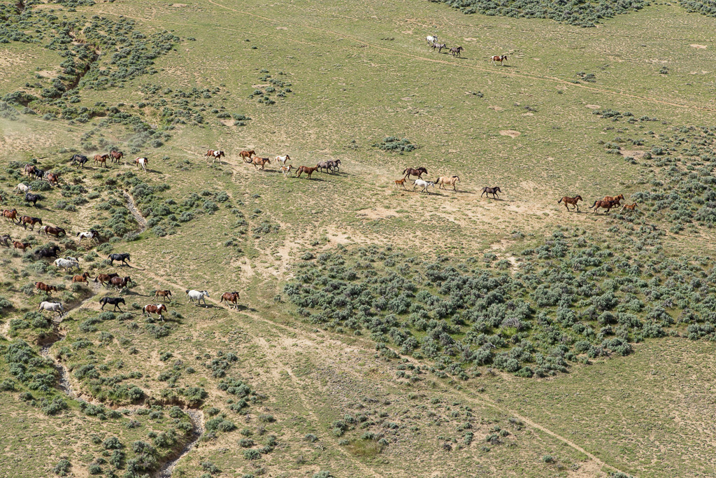 Aerial photos of wild mustangs in Wyoming