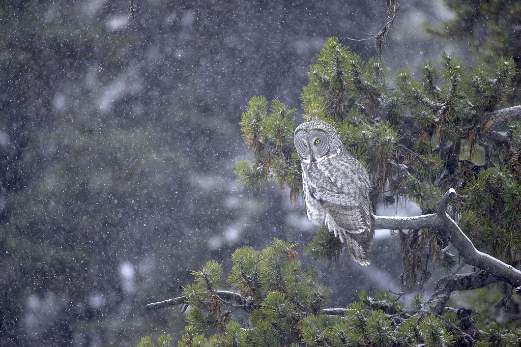 Great gray owl in Yellowstone National Park
