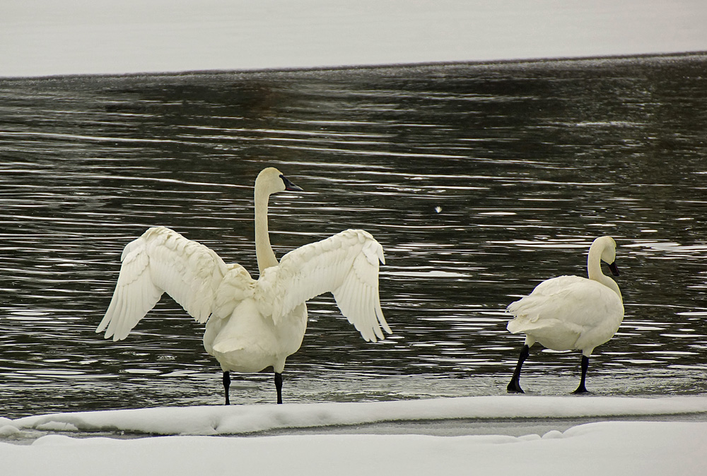 Cindi Probst trumpeter swans
