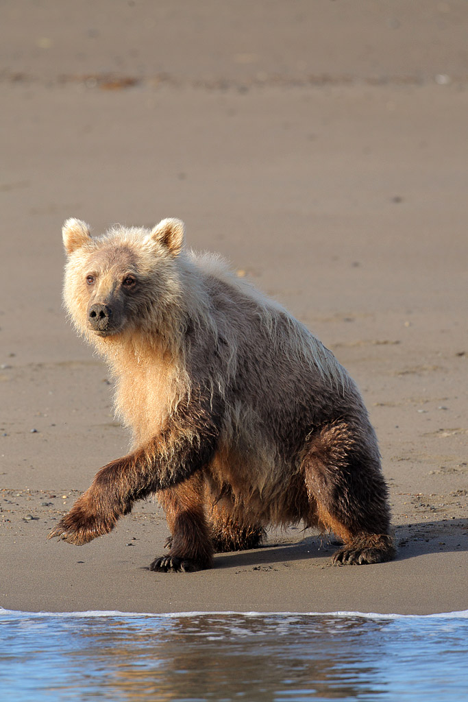 Young brown bear on the beach