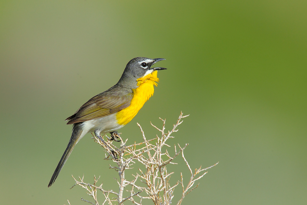 Singing Yellow-breasted Chat