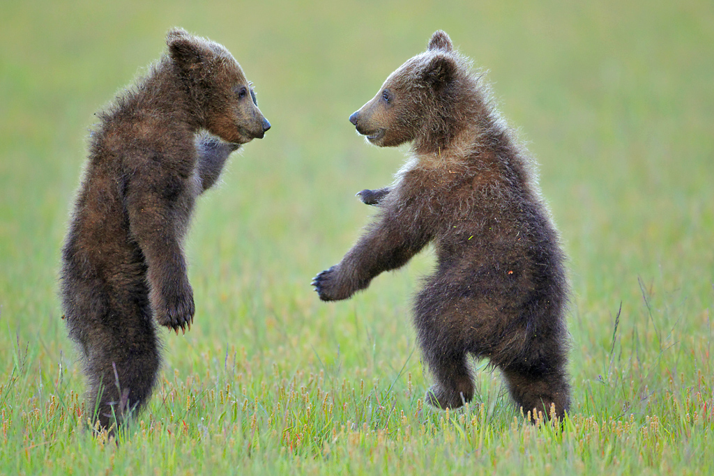 DRobertFranz_brown bear cubs_animal antics