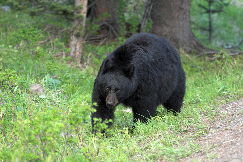 Black bear