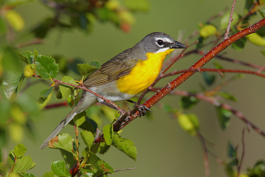 Male Yellow-breasted Chat